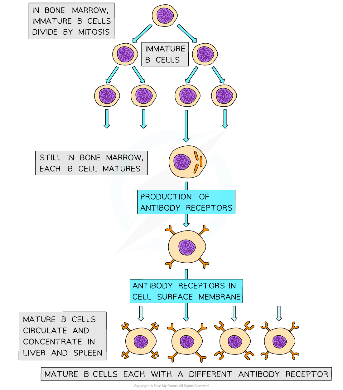 Flowchart of B cell development: Immature B cells divide in bone marrow, mature, produce antibody receptors, and circulate in liver and spleen.