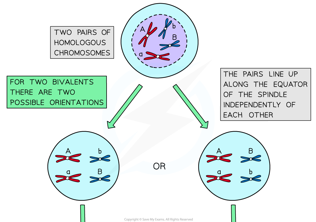 Diagram showing chromosomes with two possible orientations during meiosis, highlighting independent assortment with text explanations in boxes.