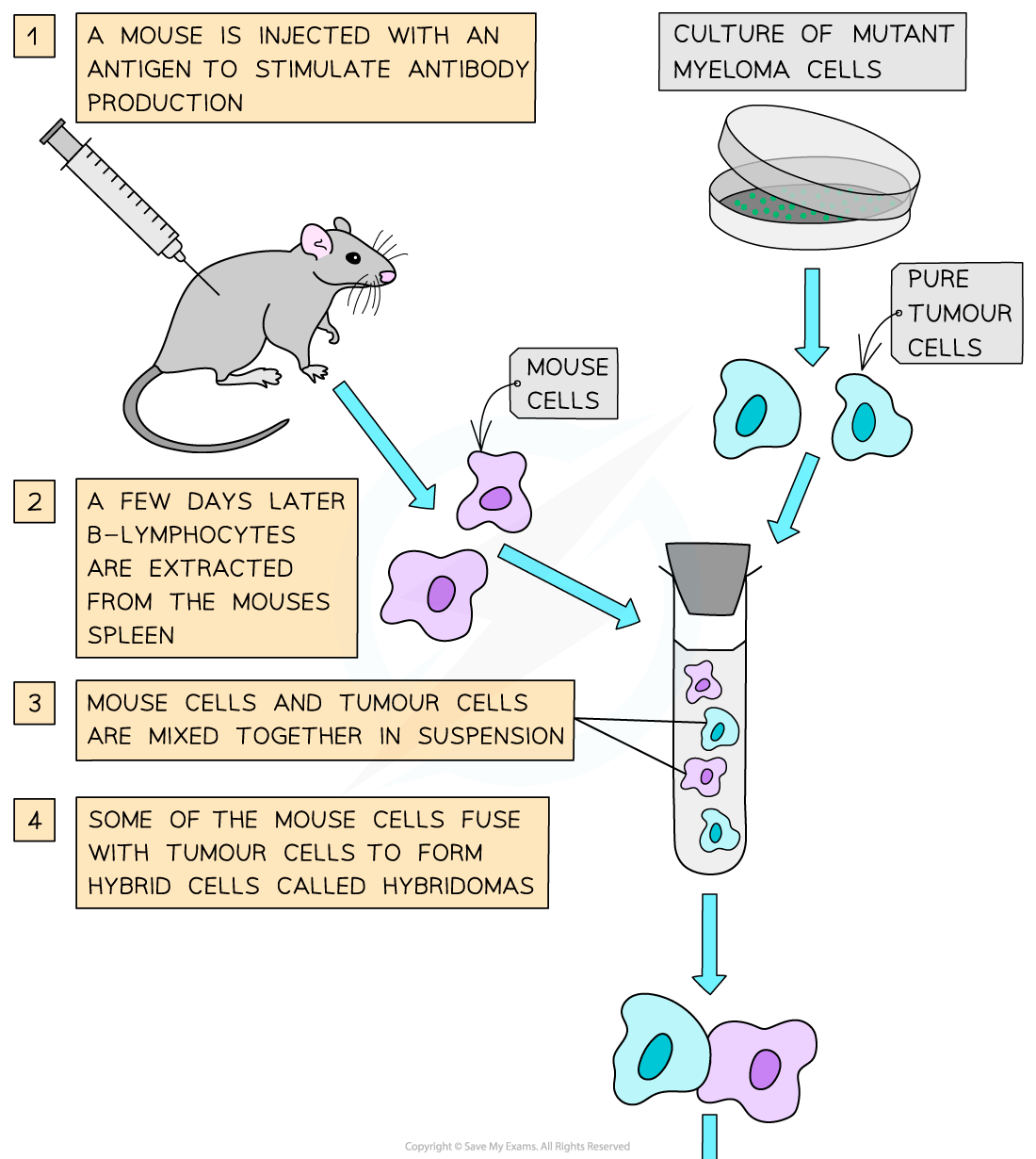 Diagram showing process of hybridoma production: mouse injected with antigen, B-lymphocytes extracted and mixed with tumour cells to form hybridomas.