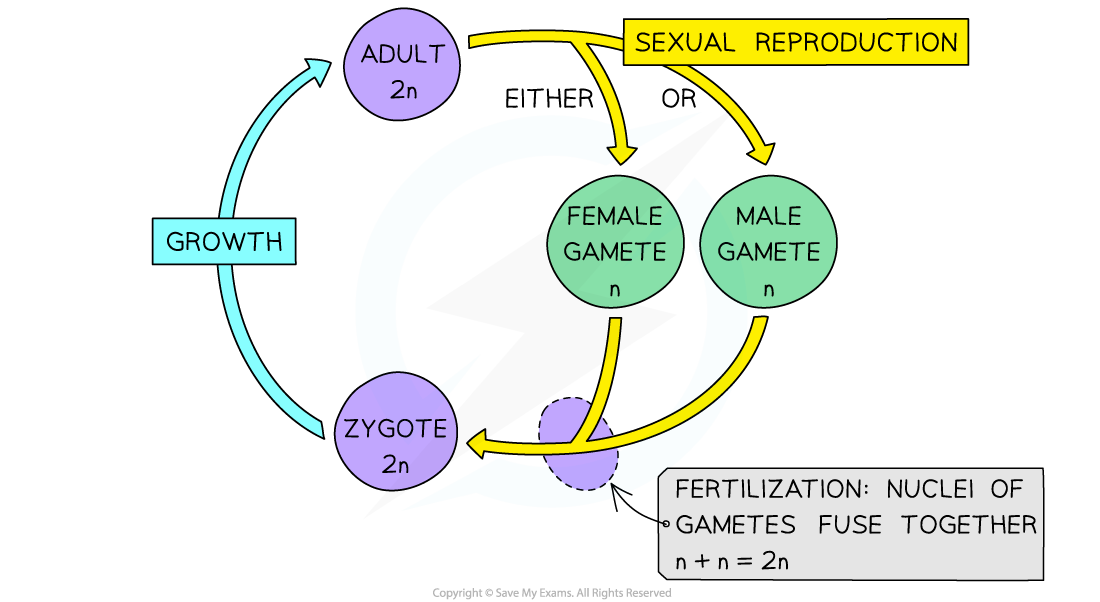 Diagram illustrating sexual reproduction cycle with gametes (n), zygote (2n), and adult (2n) stages, showing growth and fertilisation process.