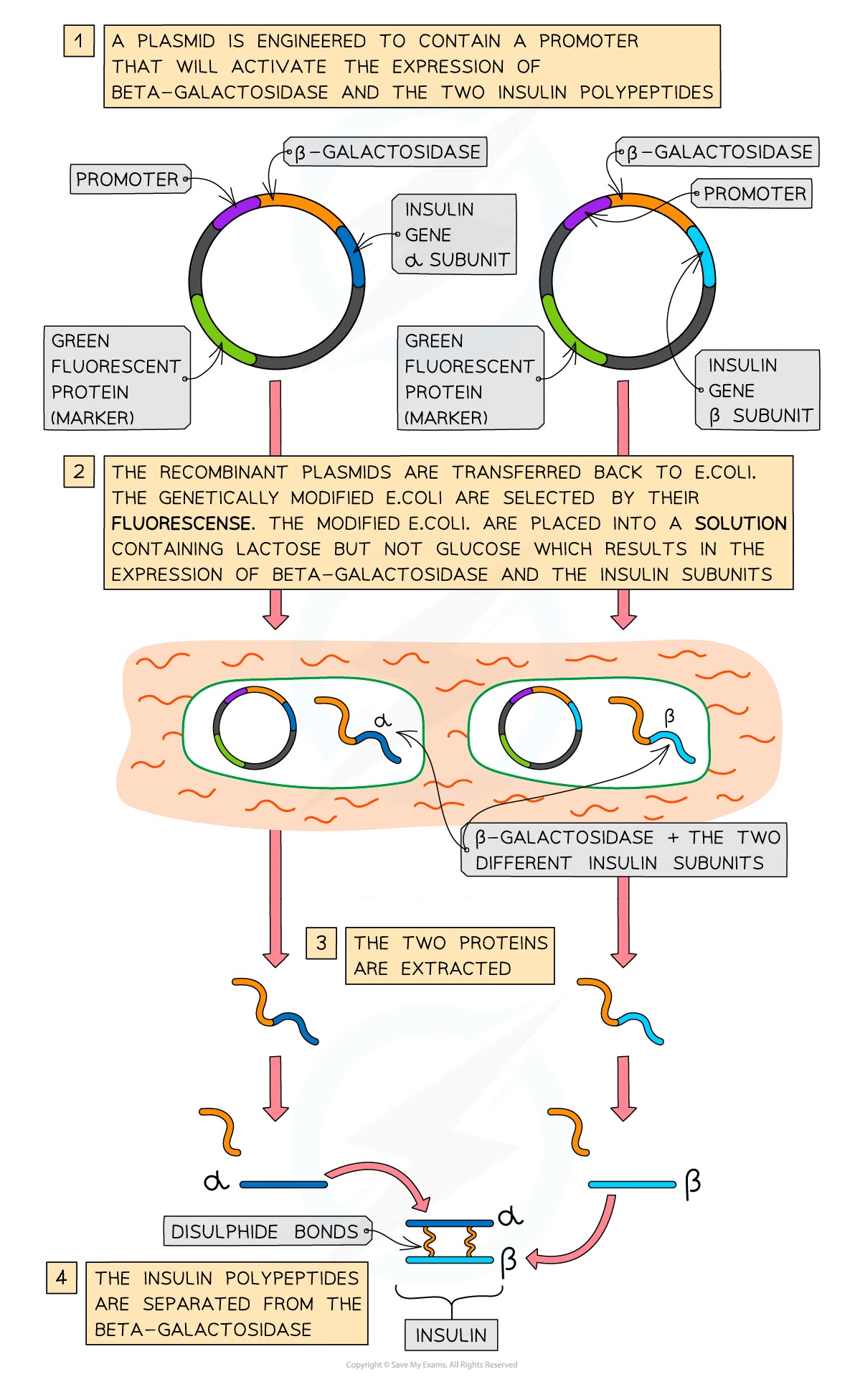 Diagram of insulin production: Plasmid engineering, E. coli modification, expression of proteins, extraction, and formation of insulin via disulphide bonds.