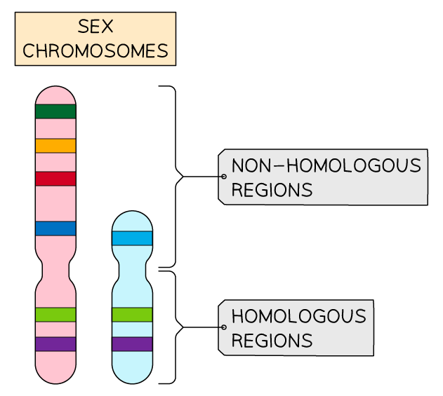 Diagram of sex chromosomes with colourful bands, highlighting non-homologous regions and shared homologous regions. Labels indicate each section.