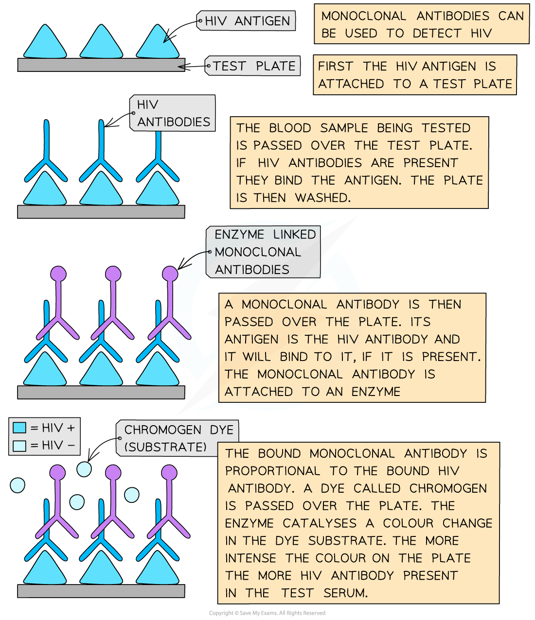 Flowchart of HIV detection using monoclonal antibodies shows antigen binding, introduction of enzyme-linked antibodies, and chromogen dye reaction.