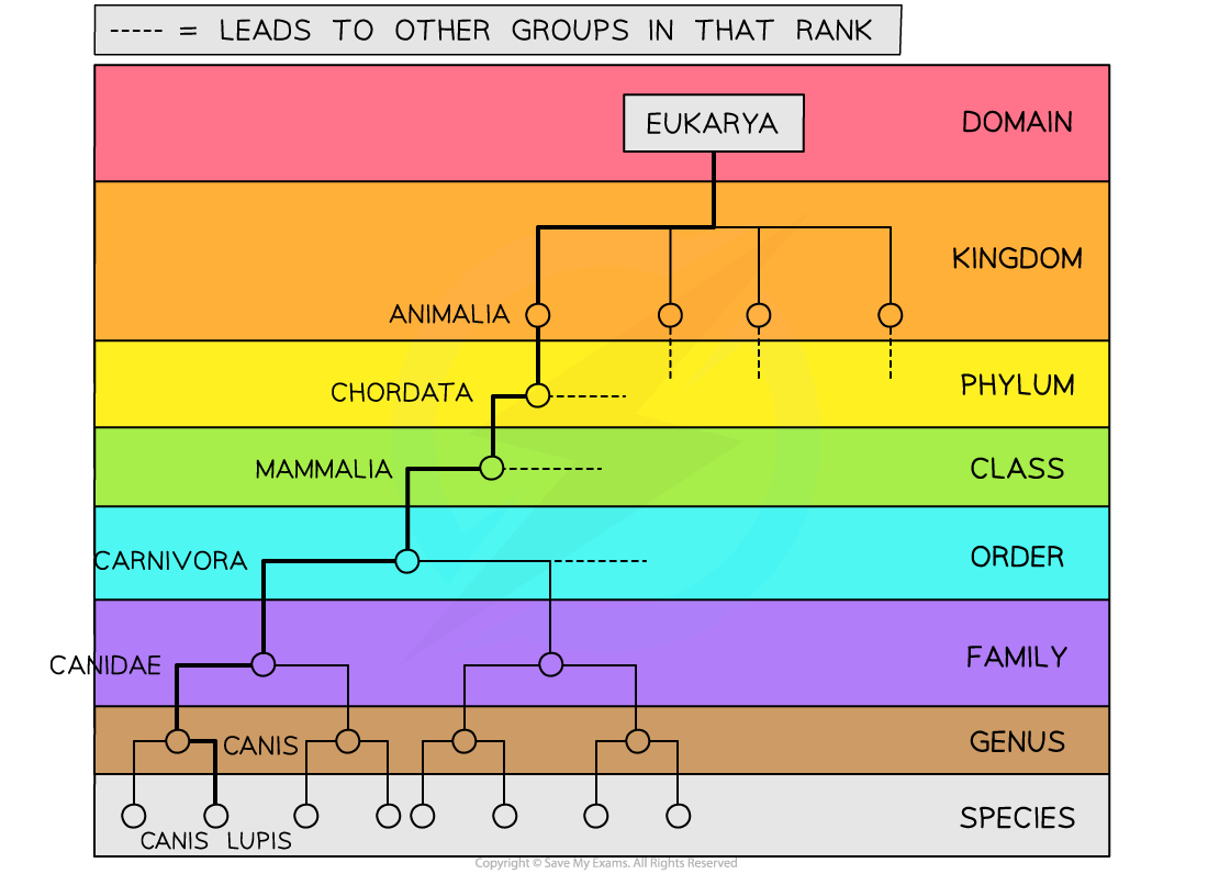 Taxonomy chart showing hierarchy: domain Eukarya to species Canis lupus, through kingdom Animalia, phylum Chordata, class Mammalia, order Carnivora.
