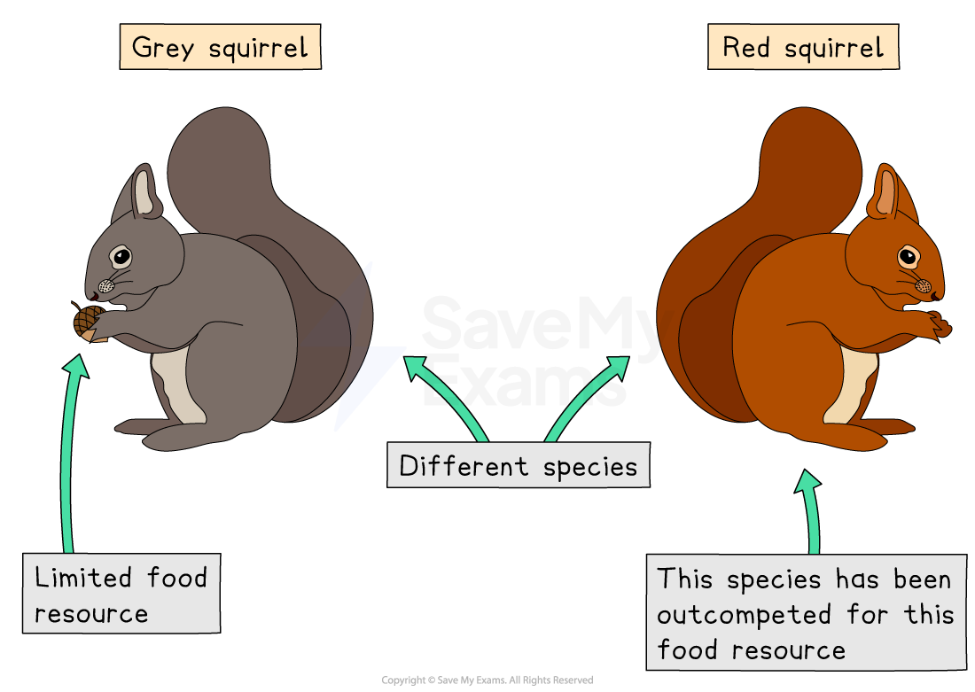 Grey squirrel holds acorn, labelled "limited food resource." Red squirrel adjacent, marked "outcompeted." Both identified as different species.