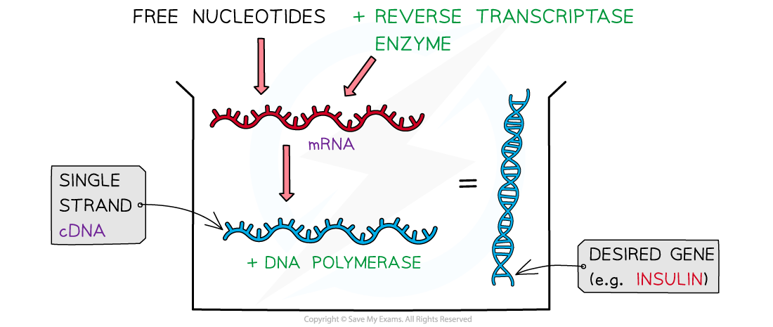 Diagram showing the conversion of mRNA to single-strand cDNA using reverse transcriptase, then to a double-strand DNA gene, e.g. insulin, using DNA polymerase.
