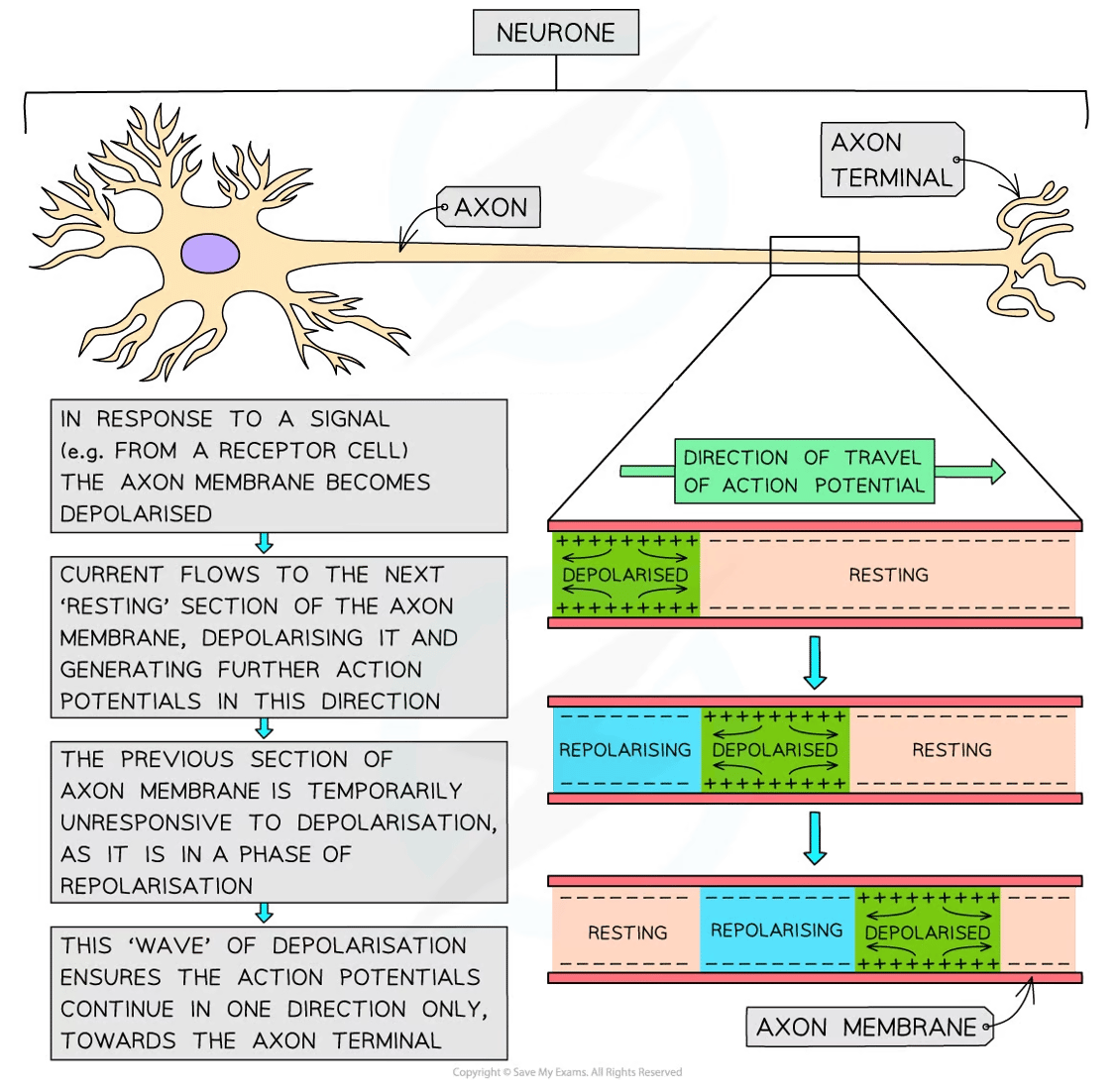 Diagram showing neuron structure and action potential flow. Steps illustrate depolarisation and repolarisation in axon membrane, highlighting signal direction.