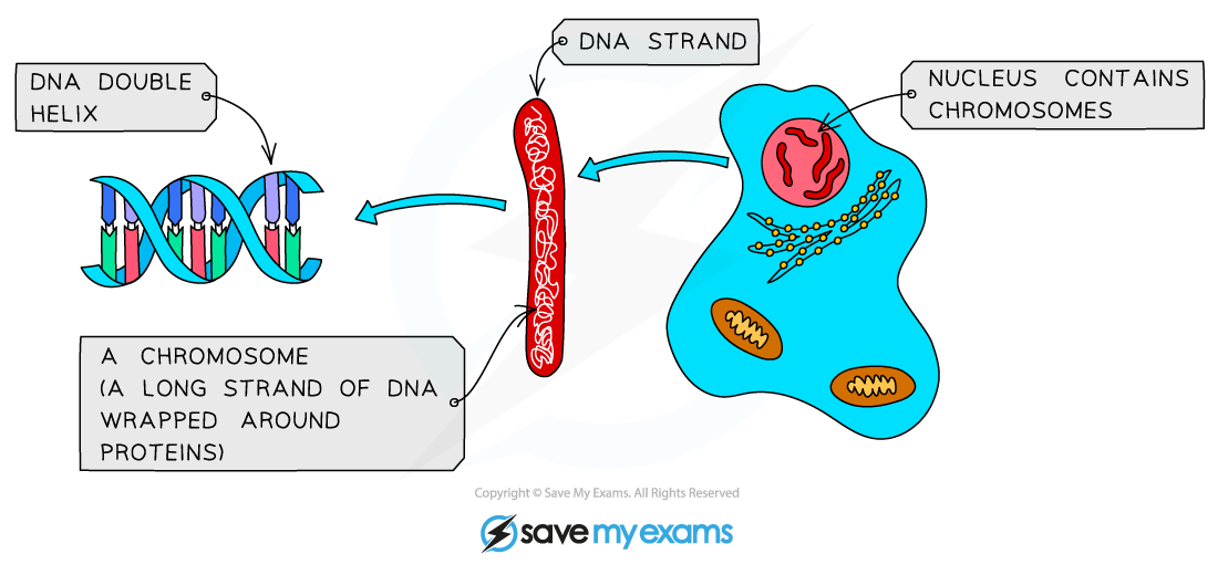 Diagram showing DNA structure: double helix to strand, forming a chromosome inside a cell nucleus, with annotations explaining each part.