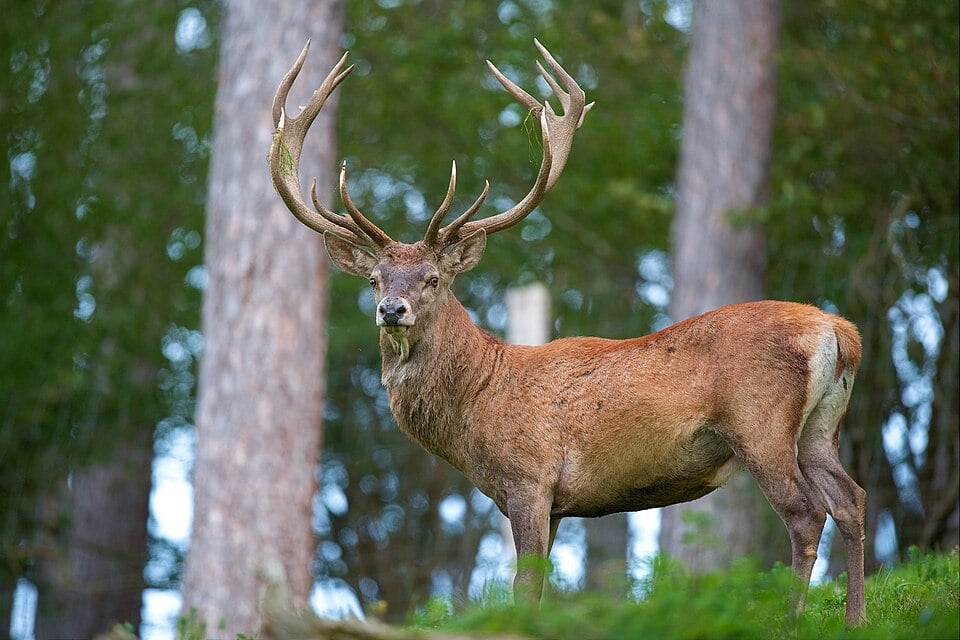 Stag with large antlers standing alert in a forest, surrounded by tall trees and green foliage, gazing towards the camera from a grassy area.