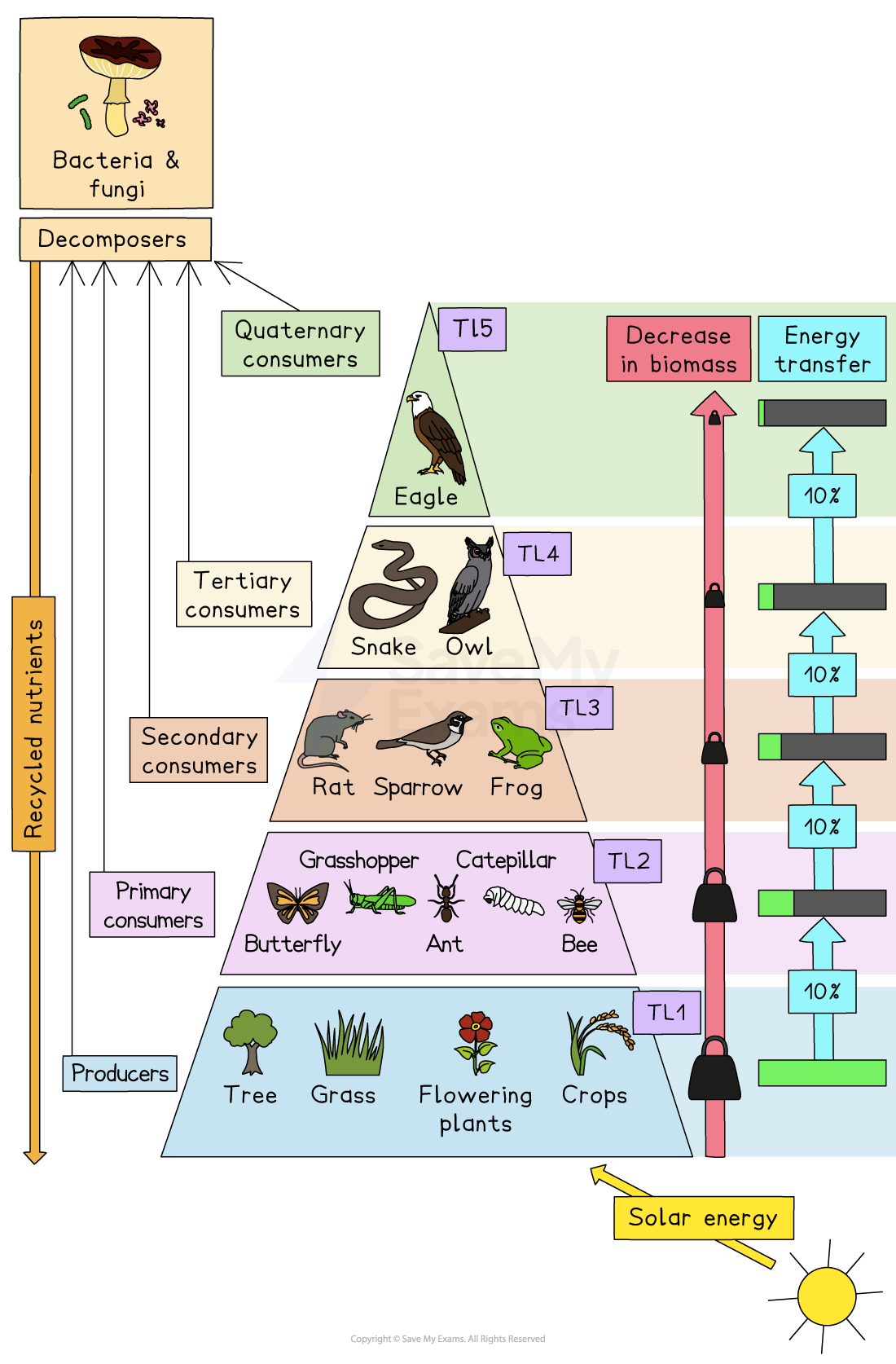 Energy pyramid illustrating a food chain with producers, various consumer levels, decomposers, energy transfer, and biomass decrease.