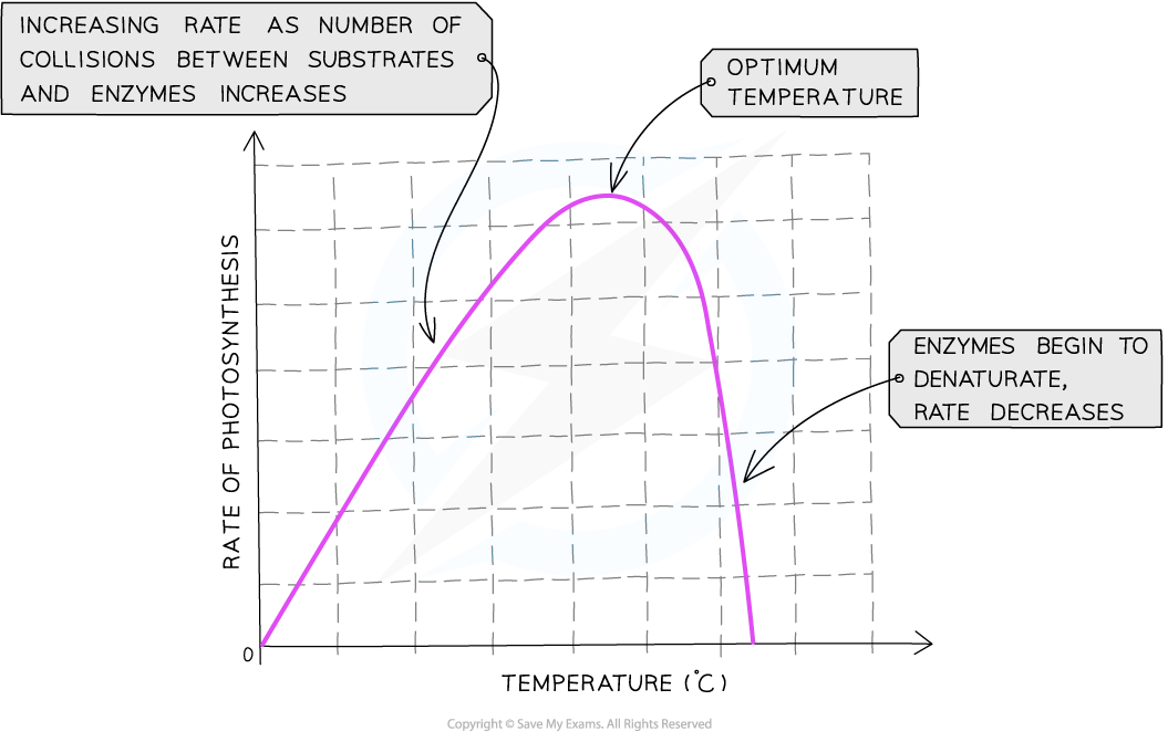 Graph showing the rate of photosynthesis versus temperature. It increases, peaks at optimum temperature, and decreases as enzymes denature.
