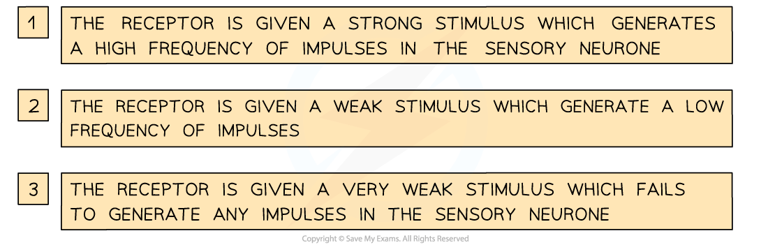 Three numbered boxes describe stimulus effects on sensory neurones: strong stimulus generates high impulses, weak generates low, very weak generates none.