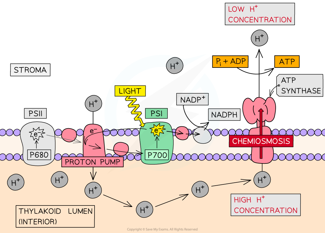 Diagram of cyclic photophosphorylation: shows proton pump, chemiosmosis, photosystems I and II, ATP synthesis, and electron transport across thylakoid membrane.