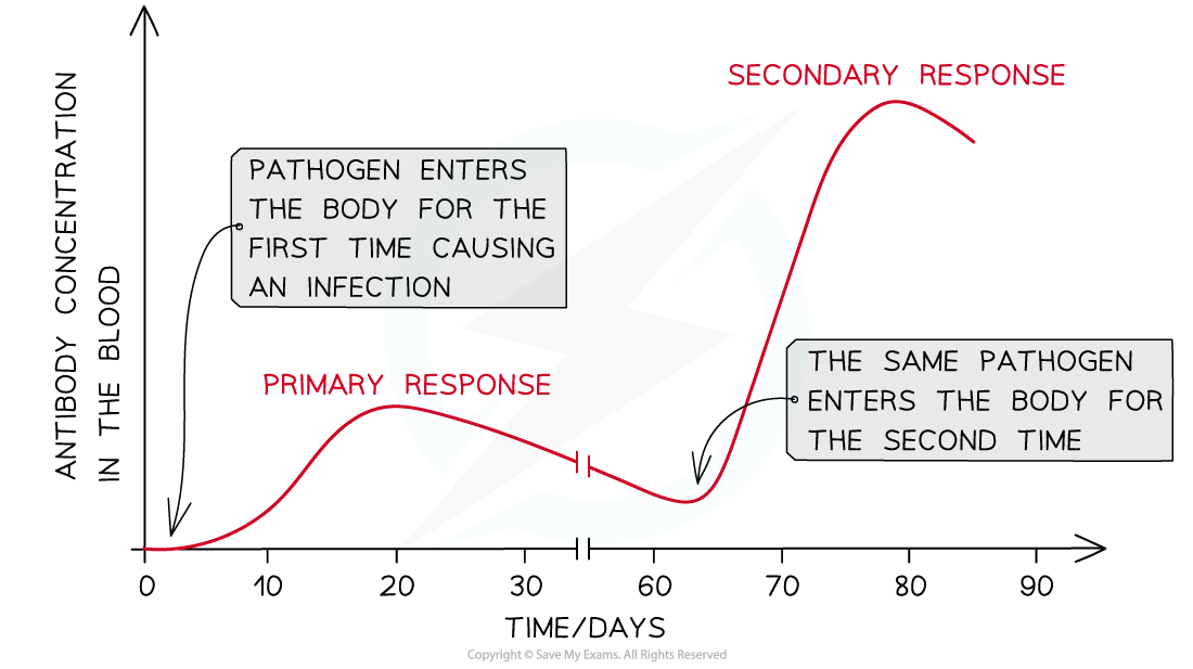 Graph showing antibody concentration over time. Primary response rises after initial pathogen entry, then declines. Secondary response is faster and higher.