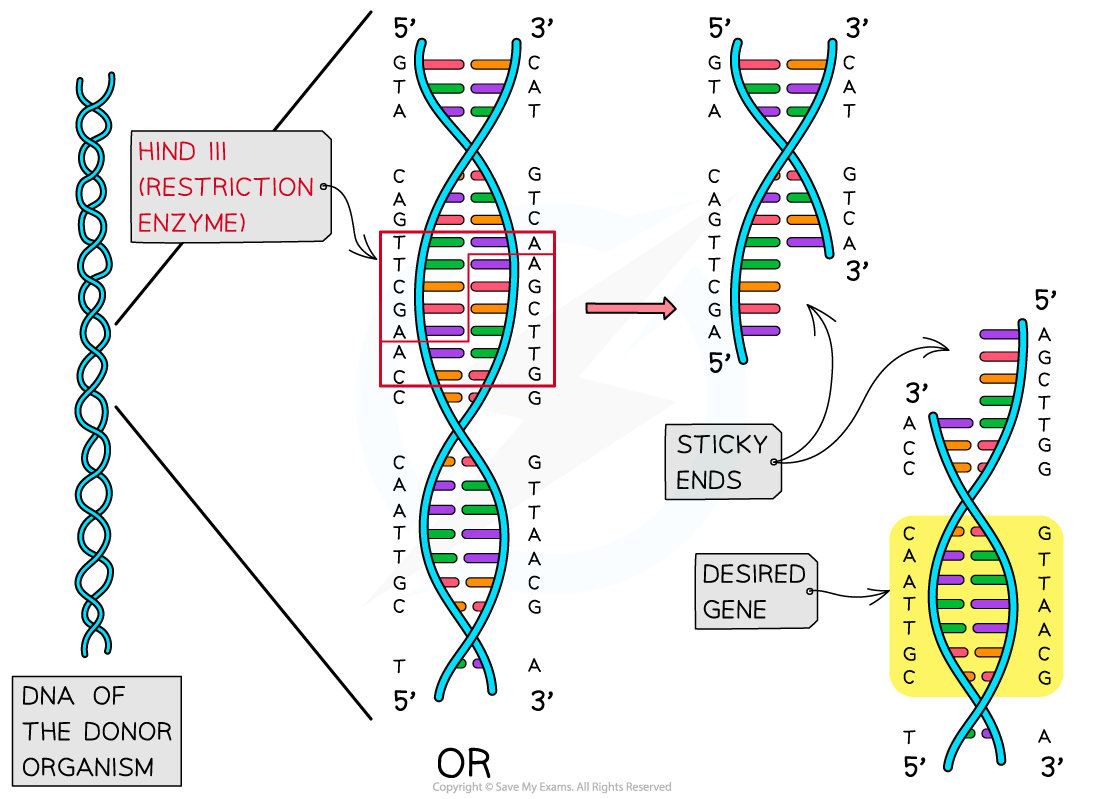 Illustration of DNA modification: Hind III enzyme cuts donor DNA, leaving sticky ends for desired gene insertion.
