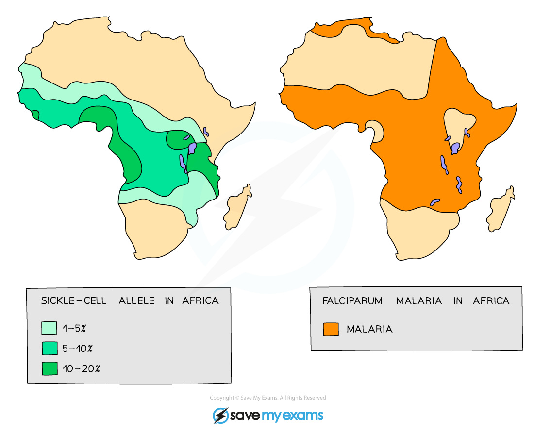 Map of Africa showing sickle-cell allele presence in greens (1-20%) and malaria areas in orange, with overlapping regions highlighted.