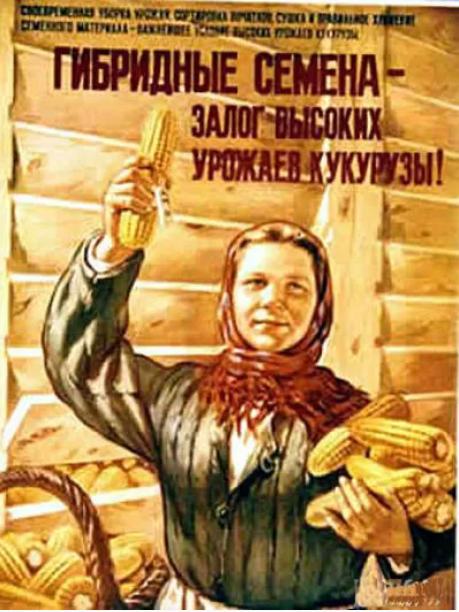 A woman in a headscarf holds corn cobs, with Russian text promoting hybrid seeds for high corn yields, against a rural backdrop.