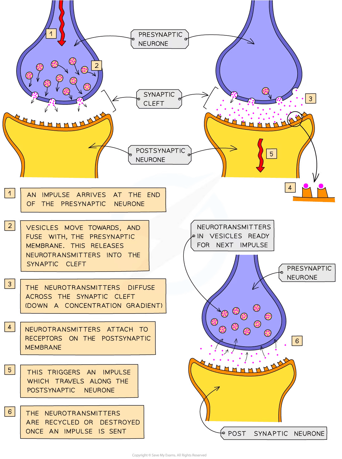 Diagram of synaptic transmission between presynaptic and postsynaptic neurones showing neurotransmitter release, diffusion, receptor binding, and impulse triggering.