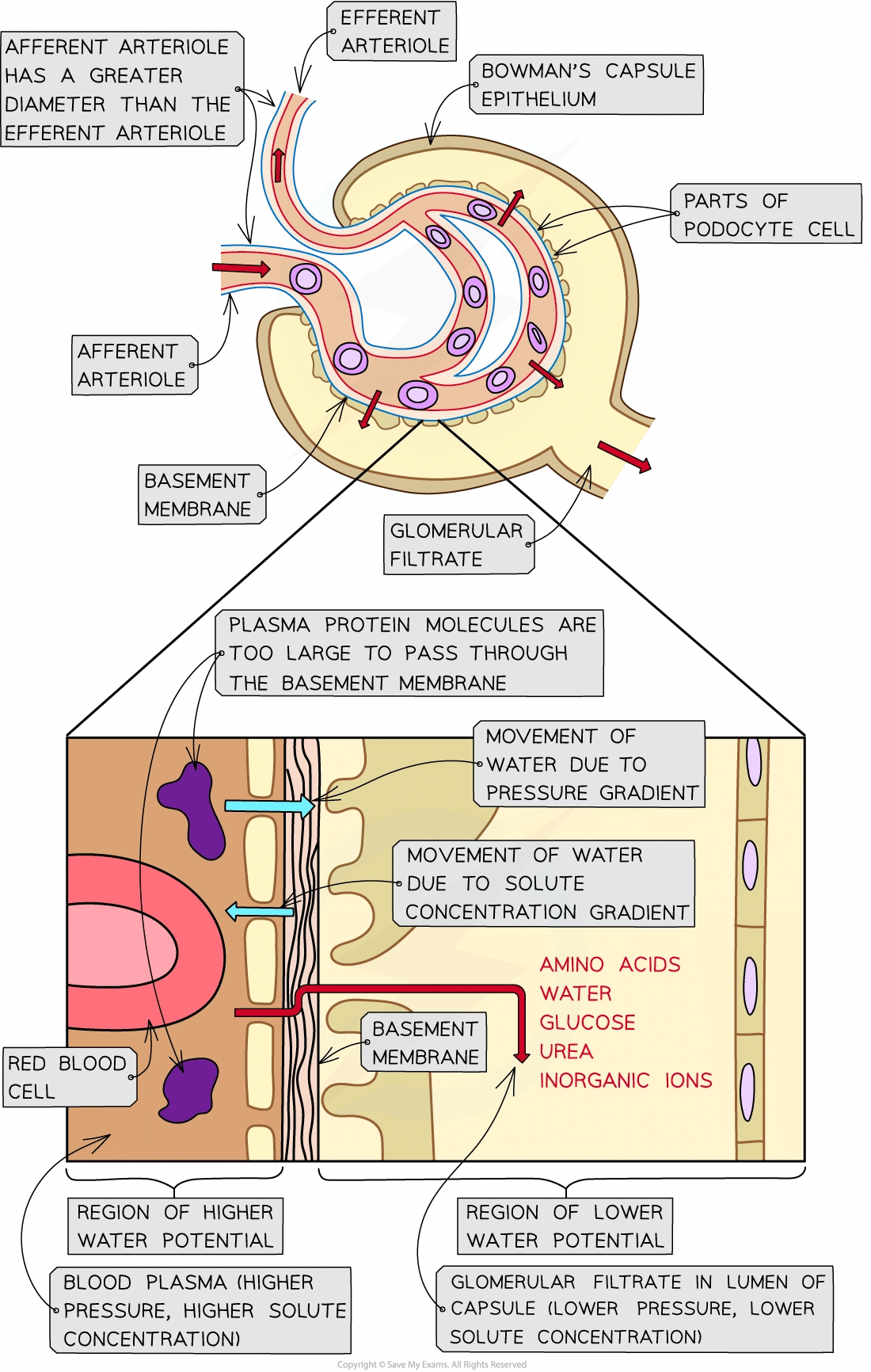 Diagram of glomerular filtration shows afferent and efferent arterioles, Bowman’s capsule, podocyte cells, and movement of water and solutes.
