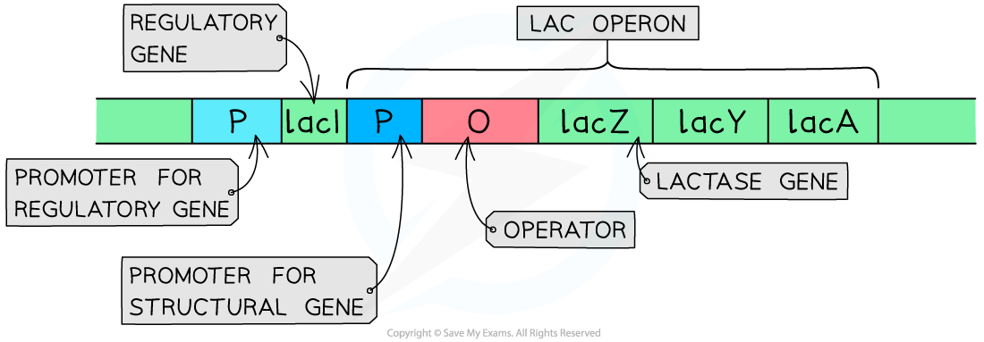 Diagram of the lac operon, showing regulatory gene, promotor, operator, and structural genes lacZ, lacY, and lacA. Includes labels and functions.