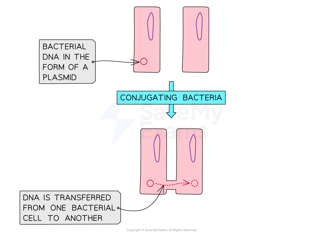 Diagram of bacterial conjugation showing a plasmid moving from one bacterium to another, indicating DNA transfer between cells.