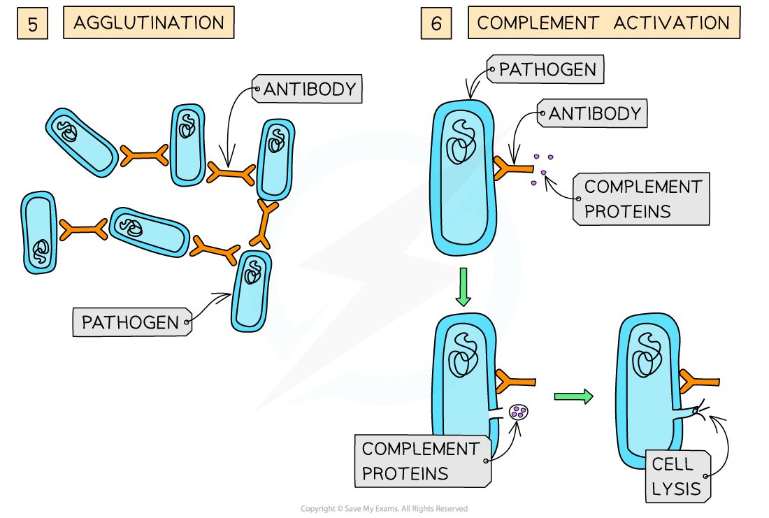Diagram illustrating agglutination and complement activation, showing antibodies binding pathogens in clumps, and complement proteins causing cell lysis.