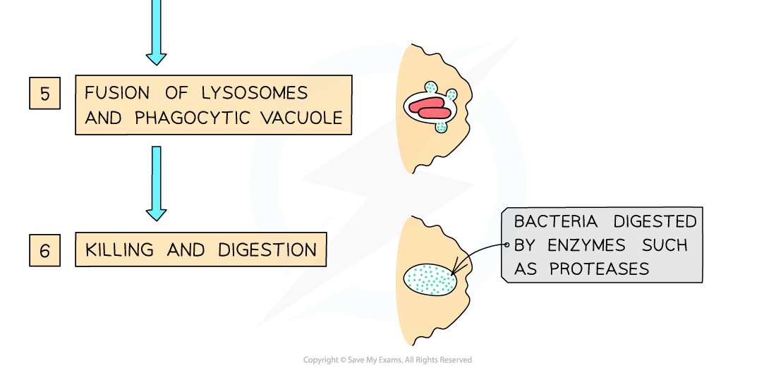 Step 5: Lysosomes fuse with phagocytic vacuole. Step 6: Bacteria are digested by enzymes like proteases, showing cell digestion process.