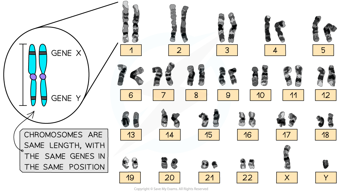 Diagram showing labelled chromosomes 1 to 22, X and Y; inset highlights gene positions on homologous chromosomes with identical length.