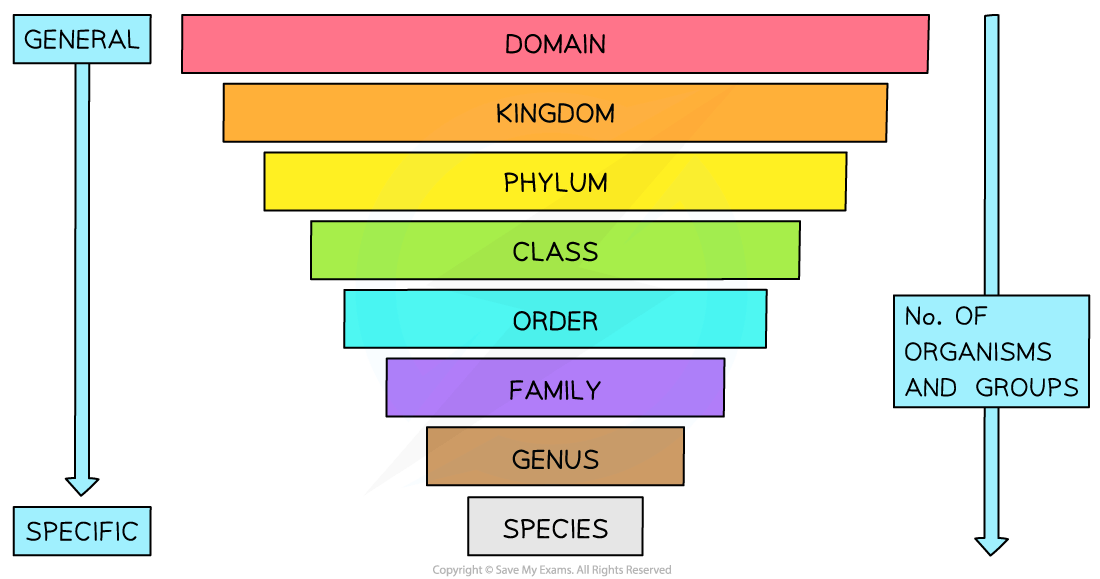 Taxonomic classification chart: ordered levels from domain to species, top to bottom. Arrows indicate decreasing generality and increasing specificity.