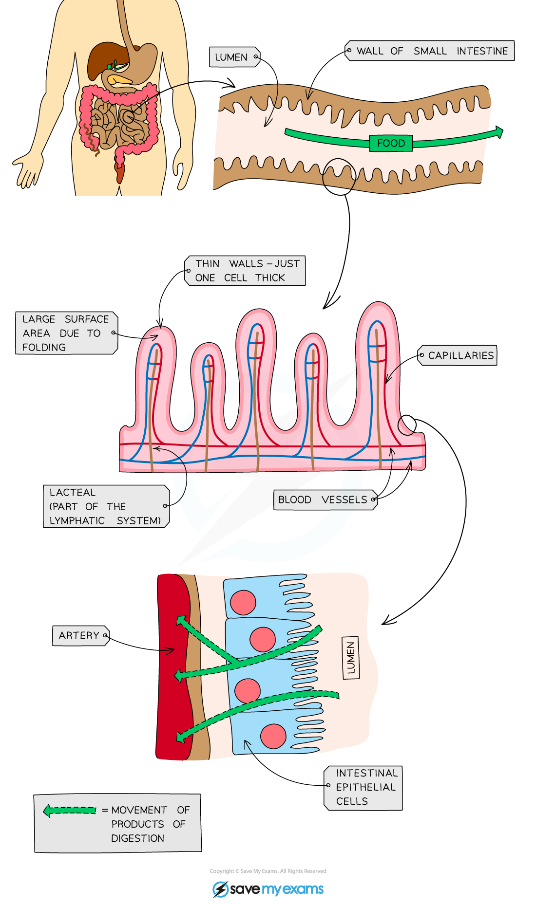 Diagram of the small intestine shows lumen, thin-walled villi with capillaries and lacteals, and movement of digestion products through epithelial cells.