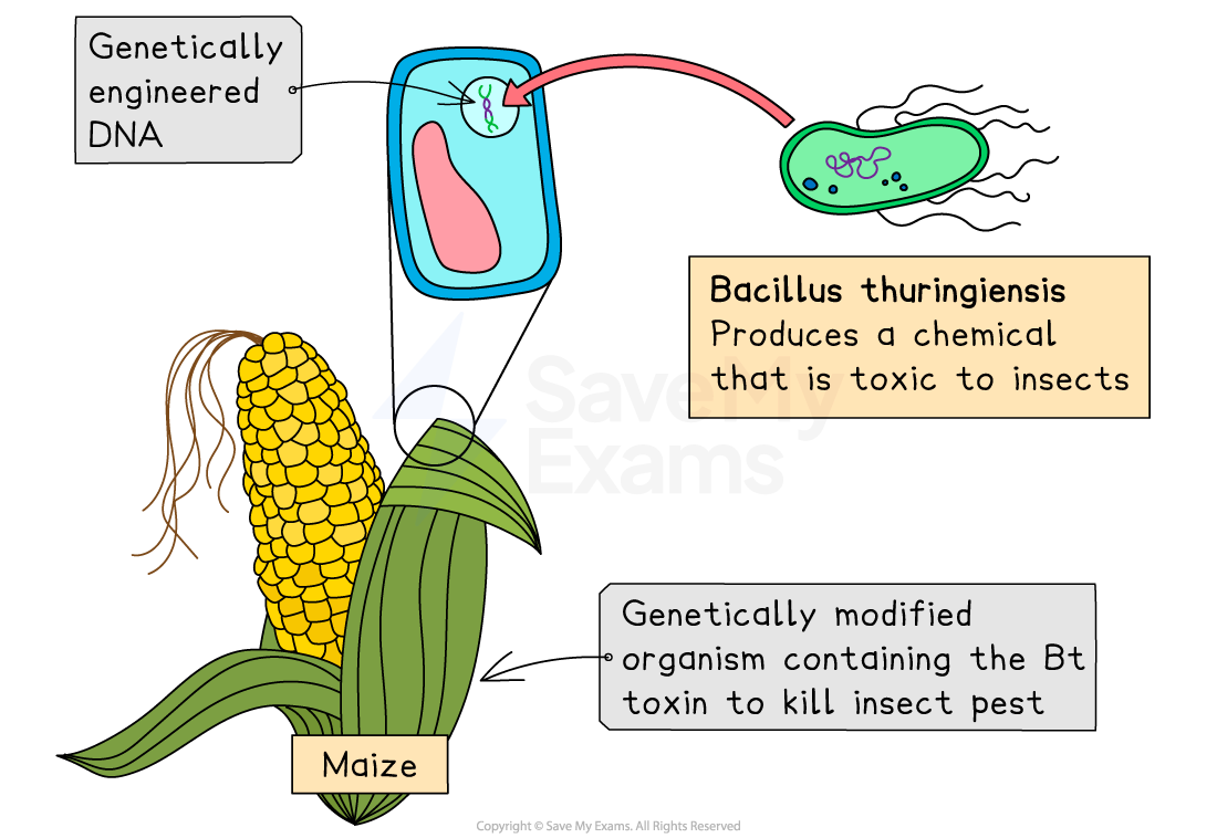 Diagram showing recombinant DNA from Bacillus thuringiensis inserted into maize, creating a genetically modified organism to kill insect pests.