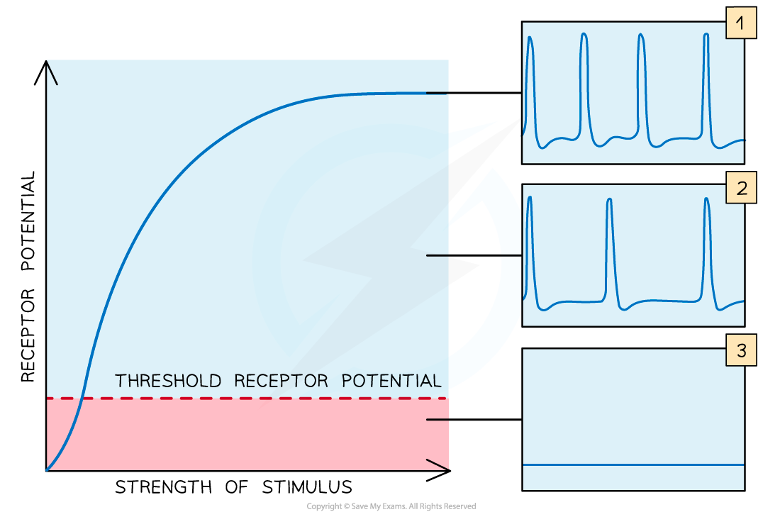 Graph showing receptor potential vs stimulus strength with threshold line. Insets display action potentials, with higher stimulus causing more frequent spikes.