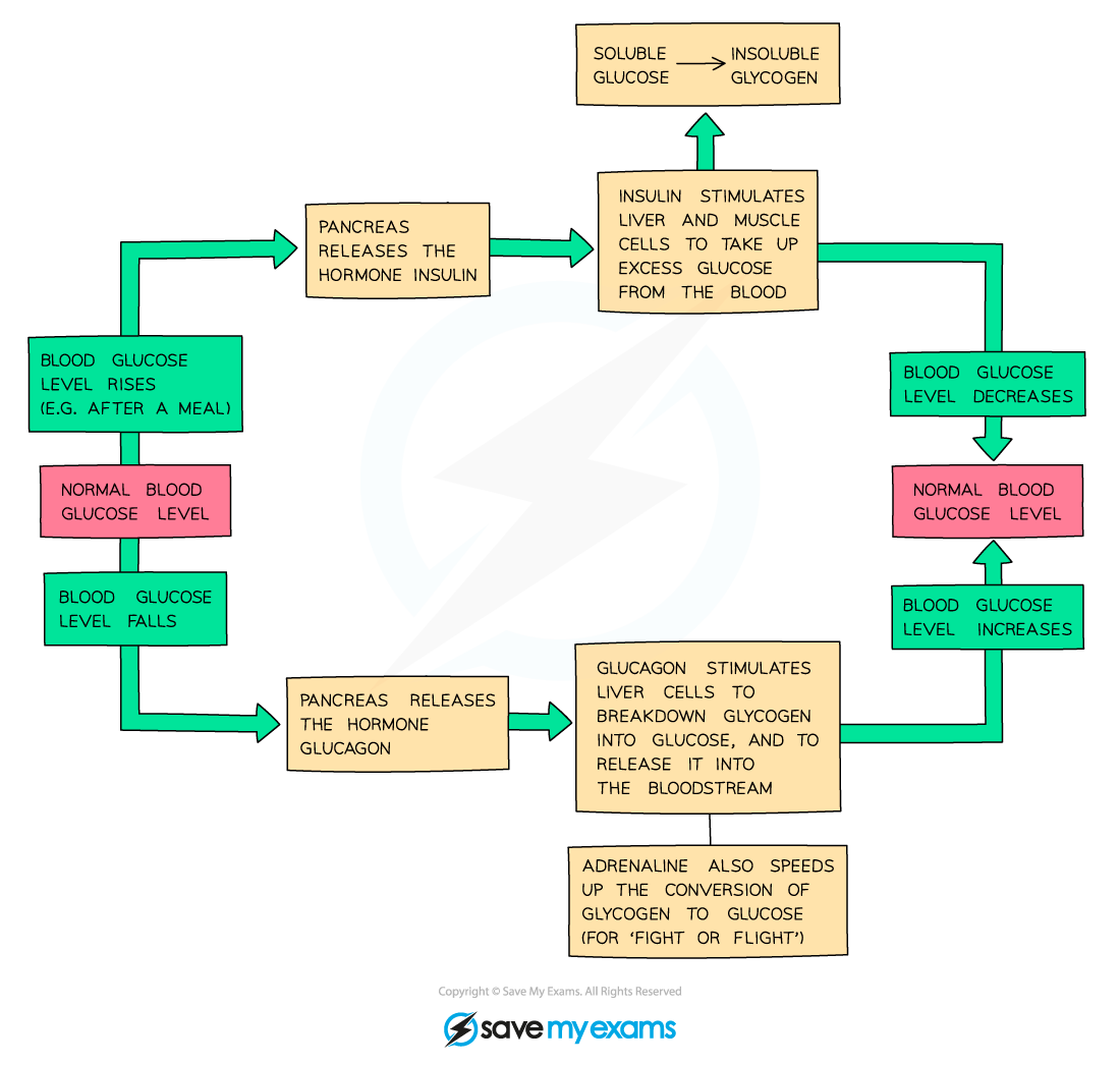 Flowchart of blood glucose regulation, including insulin and glucagon actions, illustrating rises and falls in glucose levels and involvement of adrenaline.