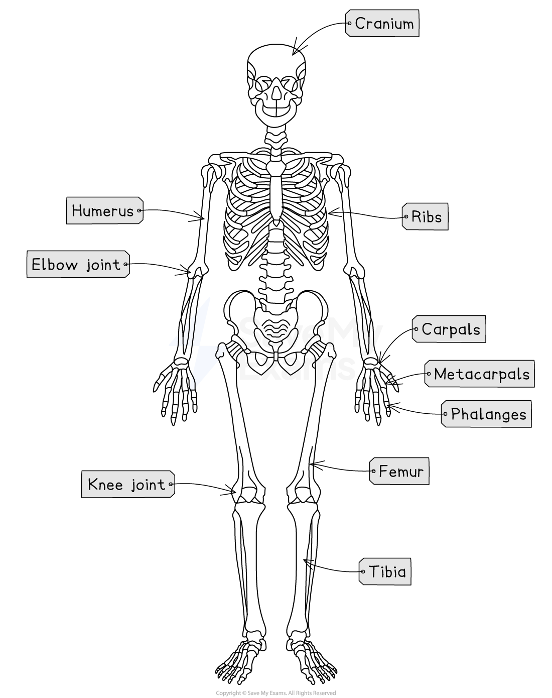 Diagram of a labelled human skeleton showing the cranium, humerus, elbow joint, ribs, carpals, metacarpals, phalanges, femur, tibia, and knee joint.
