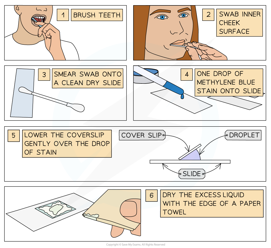 Six-step illustration for a cheek cell experiment: brush teeth, swab cheek, smear slide, add methylene blue, cover with slip, then dry liquid.
