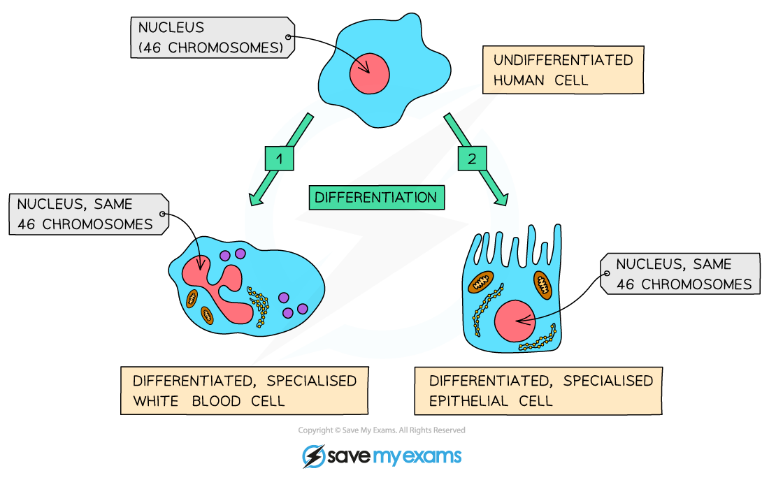 Diagram showing cell differentiation: an undifferentiated human cell transforms into specialised white blood and epithelial cells, retaining 46 chromosomes.
