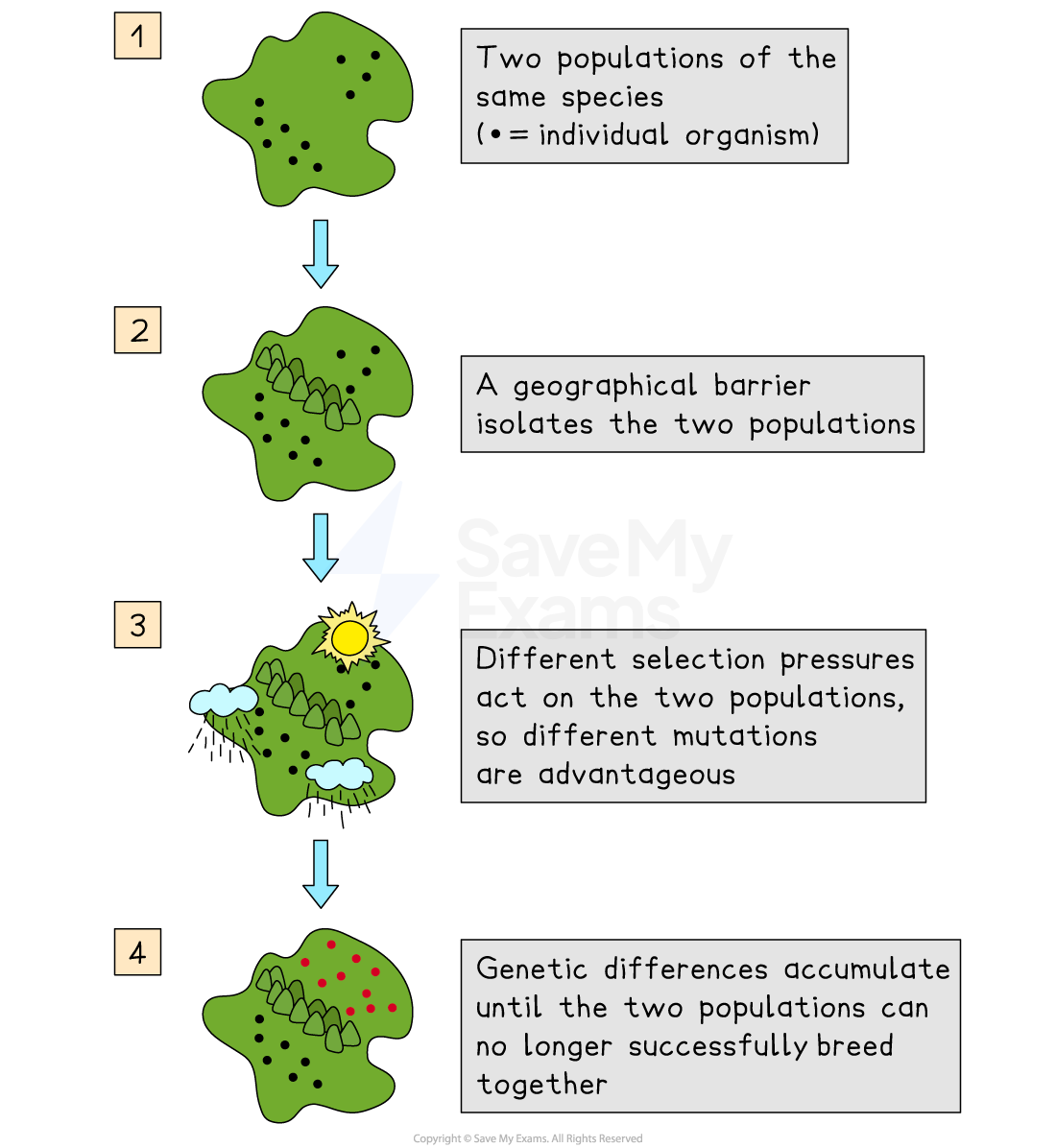 Diagram showing speciation process: 1) Two same species populations. 2) Barrier divides them. 3) Different mutations arise. 4) Populations can't interbreed.