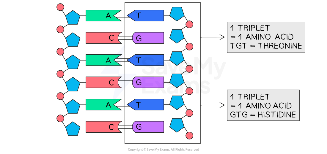 Diagram showing DNA triplets: TGT coding for threonine and GTG for histidine, illustrating base pairing with complementary strands.