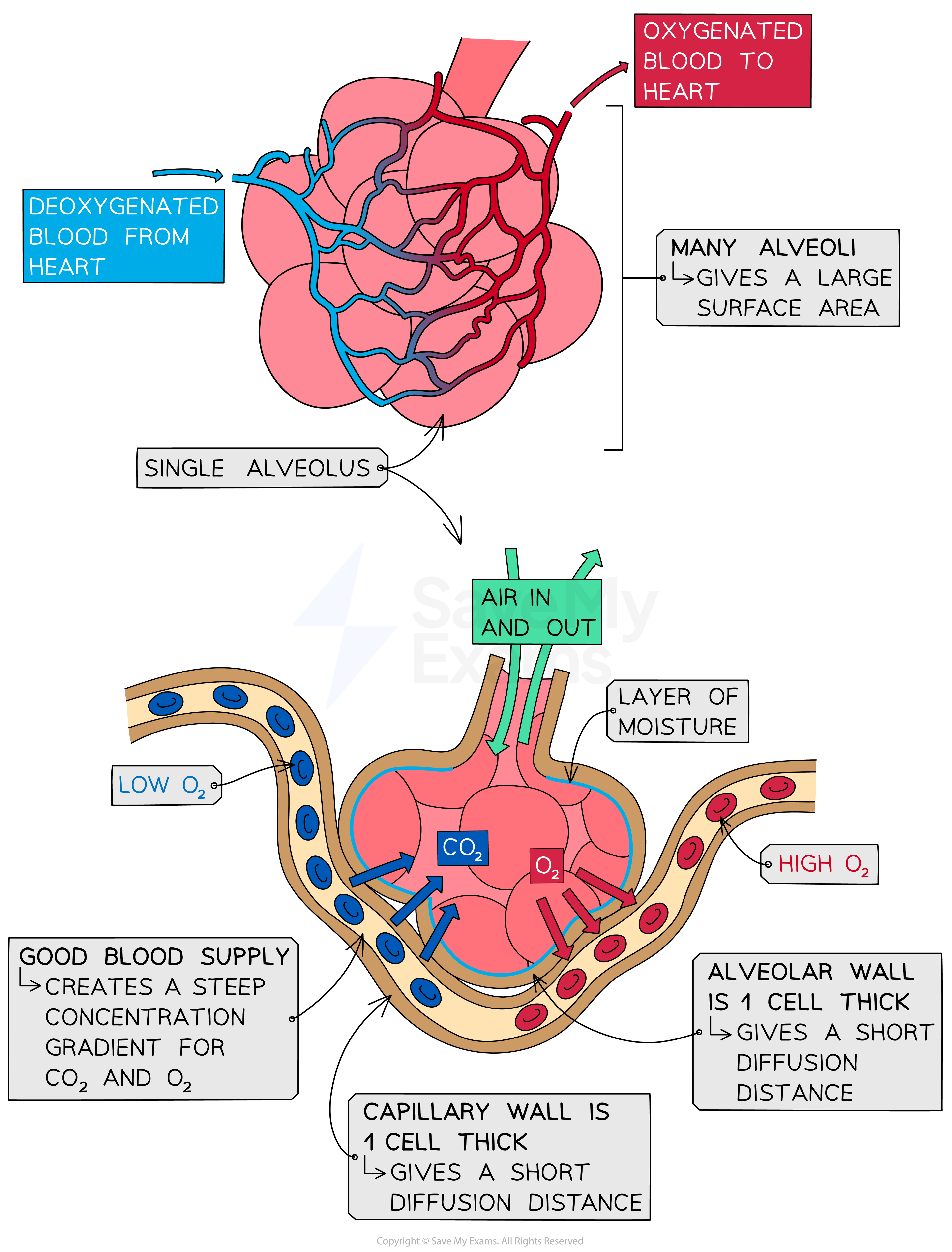 Diagram of alveoli with labelled pathways for deoxygenated blood from heart and oxygenated blood to heart, highlighting large surface area to volume ratio. Diagram of gas exchange in alveoli showing airflow, moisture layer, capillary walls, oxygen and CO2 levels, and factors affecting concentration gradients.