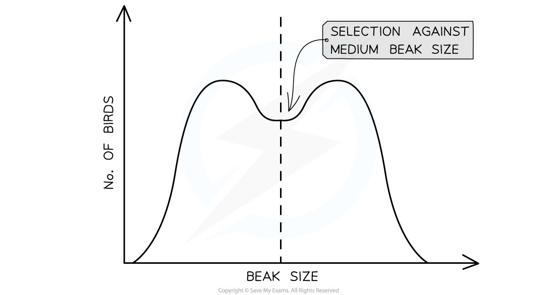 Graph showing selection against medium beak size in birds, with peaks at small and large sizes, labelled axes: number of birds and beak size.