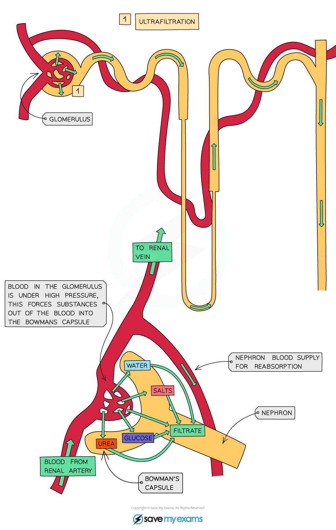 Diagram of ultrafiltration in the nephron showing blood flow through the glomerulus, Bowman's capsule, and reabsorption into the renal vein.