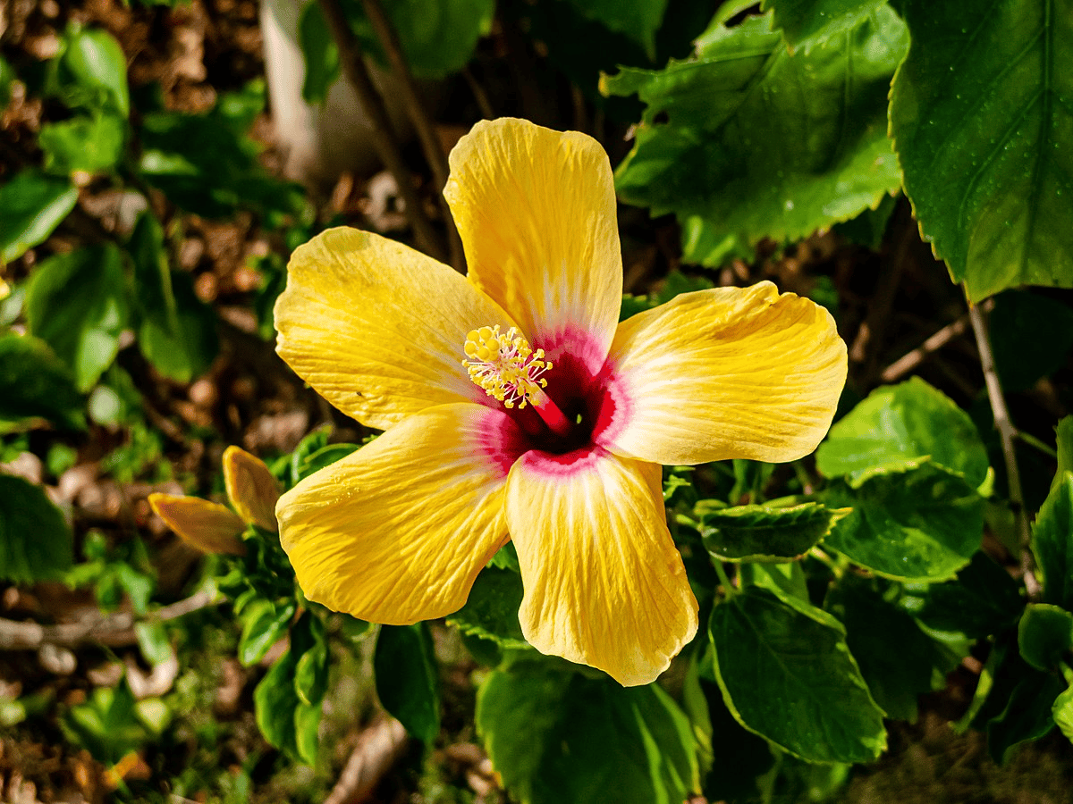 Yellow hibiscus flower with five petals, a red centre, and prominent stamens, surrounded by green leaves and buds, in natural outdoor setting.
