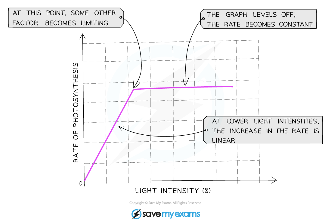 Graph showing rate of photosynthesis against light intensity. Rate shows an initial linear increase and then levels off as other factors become limiting.