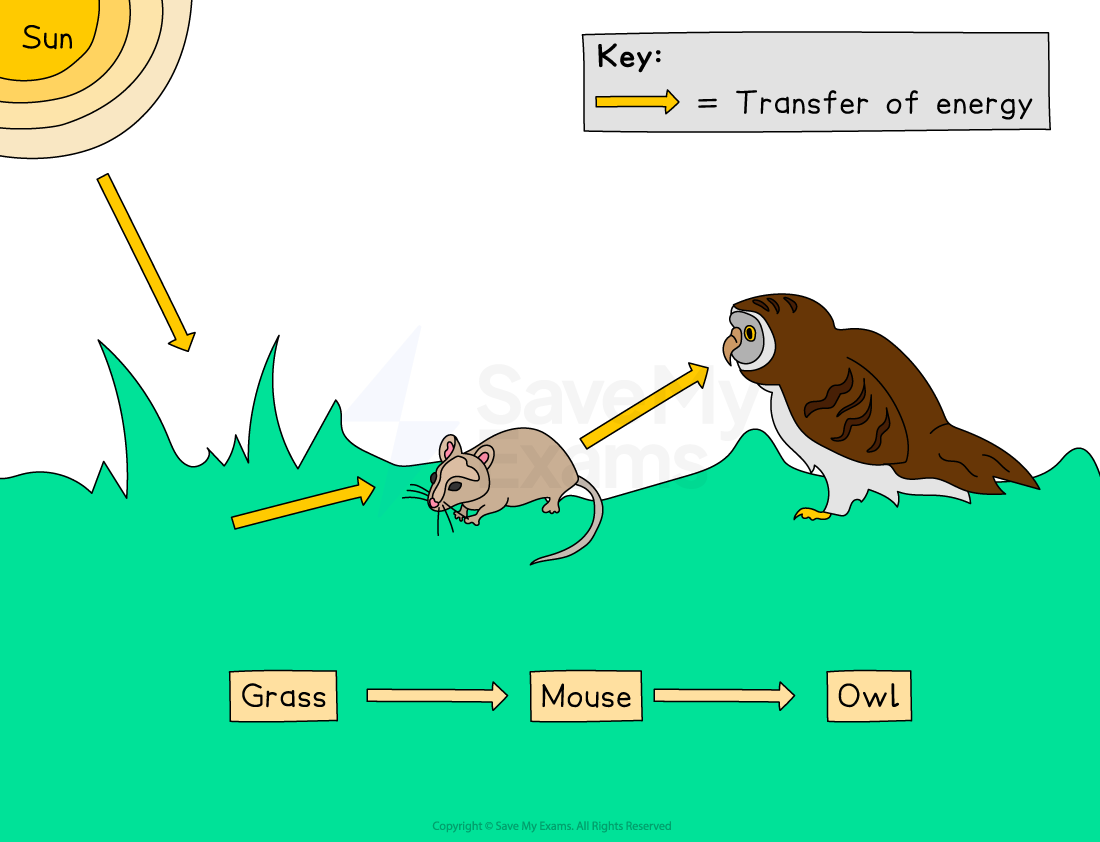 Diagram illustrating energy transfer from the Sun to grass, then to a mouse, and finally to an owl, with arrows showing each step.