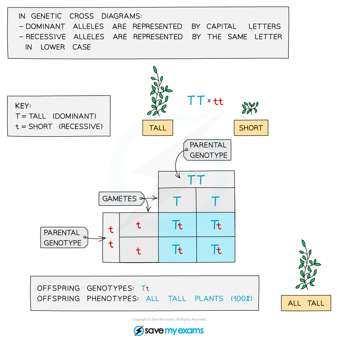 Genetic cross diagram showing a Punnett square for tall (TT) and short (tt) plants. All offspring genotypes are Tt; phenotypes are 100% tall.
