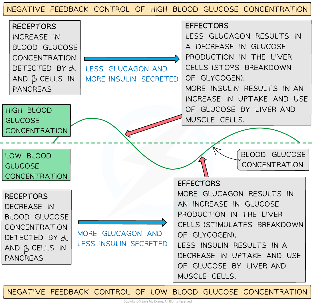 Diagram illustrating the negative feedback of blood glucose, showing the roles of receptors and effectors in regulating high and low glucose levels.