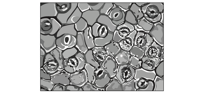 Close-up monochrome illustration of the surface of a leaf, as viewed under a microscope. Leaf epidermal cells, guard cells and stomata can be seen