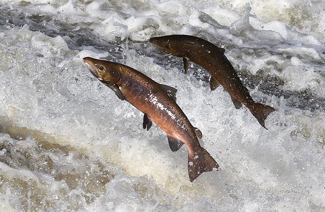 Two salmon leap upstream against a rushing waterfall, their bodies glistening with water droplets, amidst frothy white rapids.