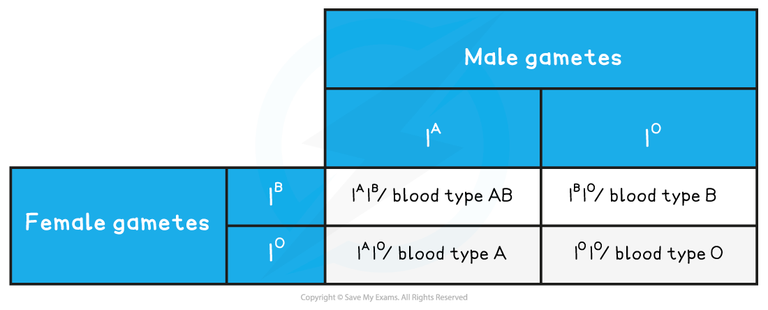 Punnett square showing possible blood types from male gametes \(I^A, I^O\) and female gametes \(I^B, I^O\), resulting in AB, B, A, O.