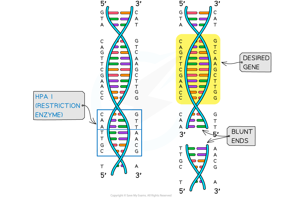 Diagram showing DNA cut by Hpa I restriction enzyme, highlighting desired gene and blunt ends formed, with labelled sequences and directionality.
